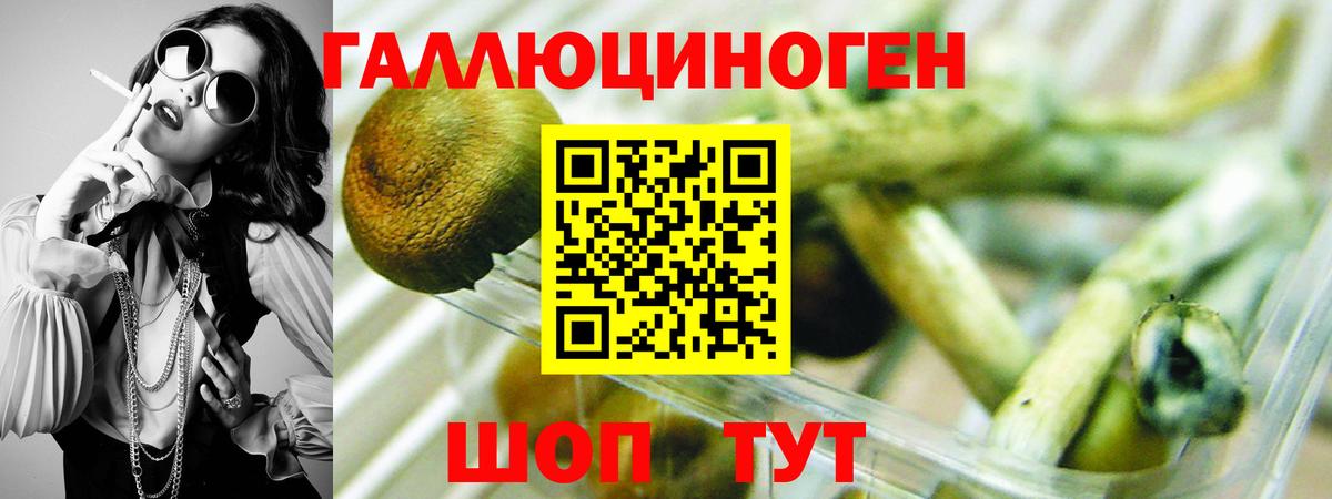 Псилоцибиновые грибы Cubensis Малоярославец